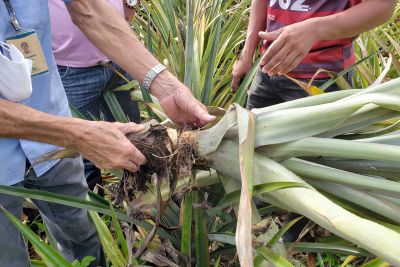 notícia: Programação alusiva à produção integrada do Abacaxi em Salvaterra encerrará com Dia de Campo