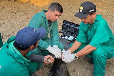 notícia: Adepará inicia nesta terça-feira (1) campanha contra febre aftosa