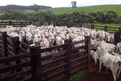 notícia: V Fórum Estadual de Vigilância para Febre Aftosa destaca ações realizadas no Pará 