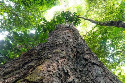 notícia: Com 88,5 m de altura, arvore gigante da Amazônia é encontrada no oeste do Pará