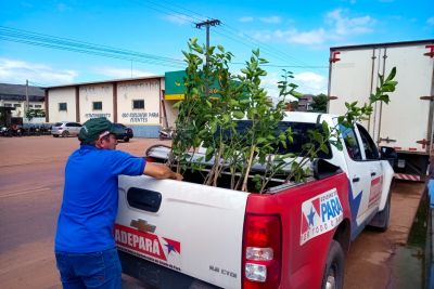 notícia: Em 2022, Adepará intensificou ações de prevenção a pragas para proteger principais culturas agrícolas