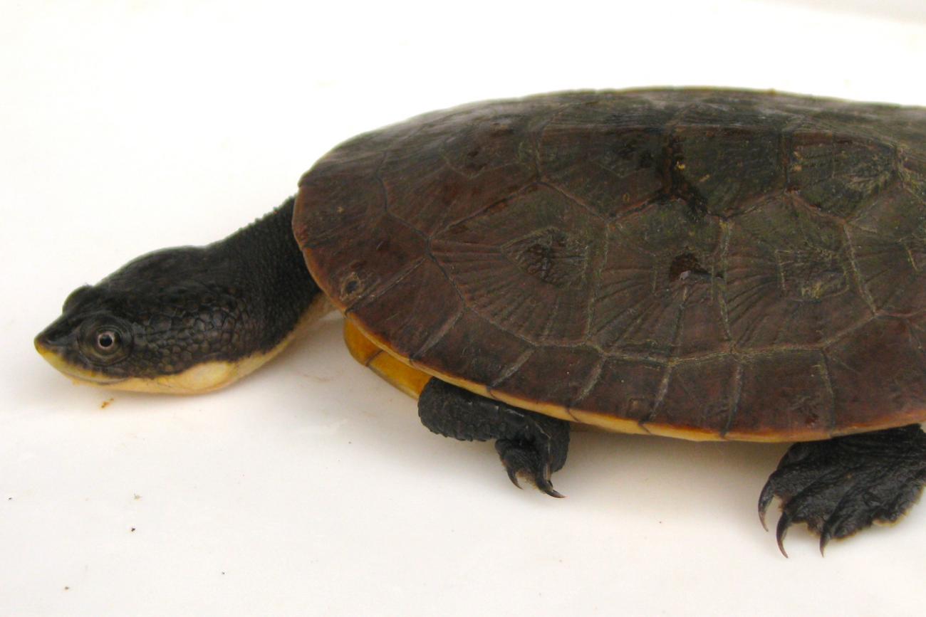 nova espécie de tartaruga no Pará