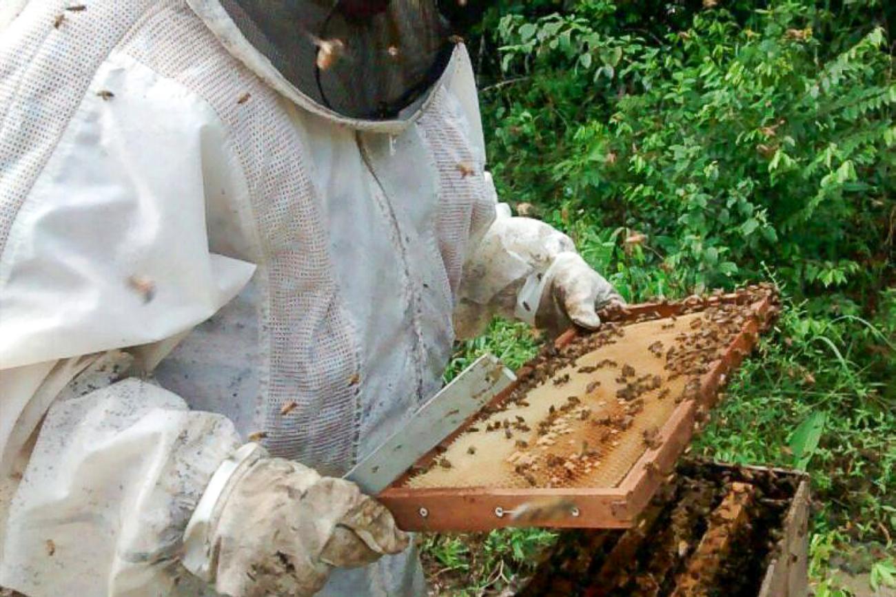 Da pesquisa à produção: Fapema se destaca na Feira Maranhense da  Agricultura Familiar