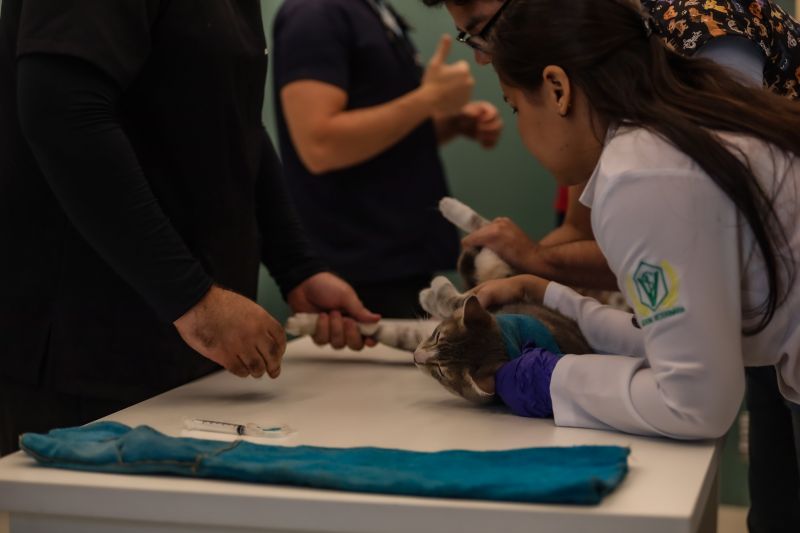 A castração é um dos serviços oferecidos pela Seac e Fundação ParáPaz