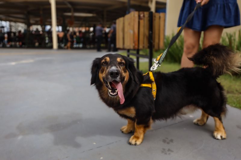 Governo incentiva a proteção à integridade dos animais
