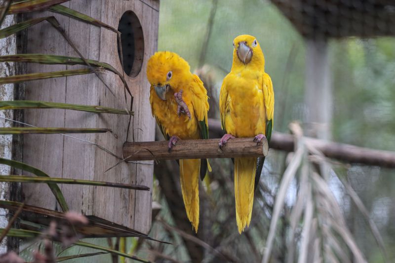  <div class='credito_fotos'>Foto: Marcelo Seabra / Ag. Pará   |   <a href='/midias/2023/originais/15966_328849ae-cd55-1d0c-690b-1e5973cbe26f.jpg' download><i class='fa-solid fa-download'></i> Download</a></div>