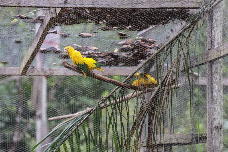  <div class='credito_fotos'>Foto: Marcelo Seabra / Ag. Pará   |   <a href='/midias/2023/originais/15966_c86fcabd-2851-a5e2-6d49-9faeff457759.jpg' download><i class='fa-solid fa-download'></i> Download</a></div>