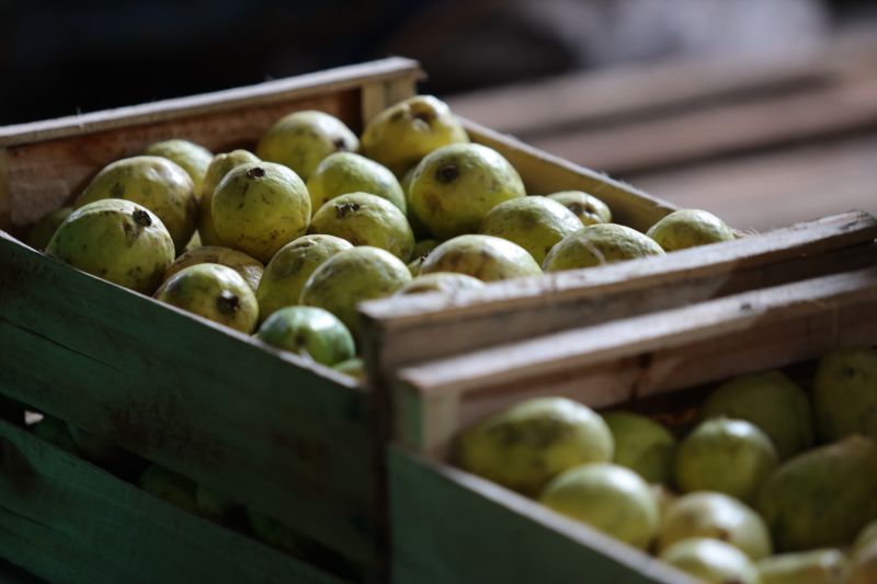 GOVERNADOR ASSINA OS - ESTRADAS E VIAS CEASA - Fotos Pedro Guerreiro <div class='credito_fotos'>Foto: Pedro Guerreiro / Ag. Pará   |   <a href='/midias/2023/originais/16034_1b907b5c-c779-0cf7-e07e-05f3b426258b.jpg' download><i class='fa-solid fa-download'></i> Download</a></div>