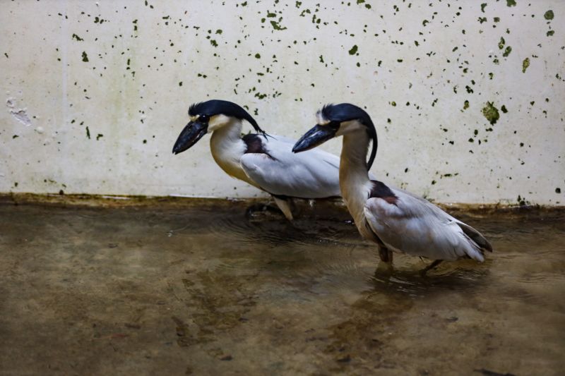 <div class='credito_fotos'>Foto: David Alves / Ag Pará | <a href='/midias/2023/originais/16244_d04a1fb8-ac79-dbc9-a95d-ee1b042754b5.jpg' download><i class='fa-solid fa-download'></i> Download</a></div>