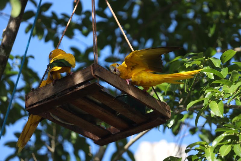  <div class='credito_fotos'>Foto: Rodrigo Pinheiro / Ag.Pará   |   <a href='/midias/2023/originais/16265_25e2e5e8-888e-733c-90e7-8c37561419e0.jpg' download><i class='fa-solid fa-download'></i> Download</a></div>