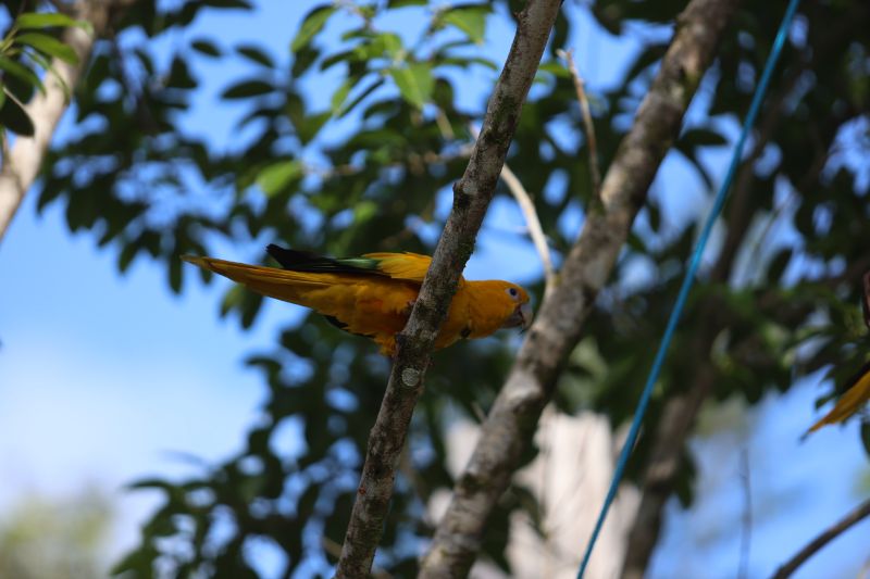  <div class='credito_fotos'>Foto: Rodrigo Pinheiro / Ag.Pará   |   <a href='/midias/2023/originais/16265_46282422-53f1-6c92-eb9c-9105f1f7d6e8.jpg' download><i class='fa-solid fa-download'></i> Download</a></div>