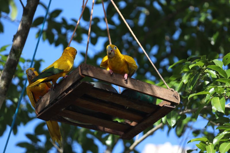  <div class='credito_fotos'>Foto: Rodrigo Pinheiro / Ag.Pará   |   <a href='/midias/2023/originais/16265_80442c41-3a0a-24e2-d005-5c2bc3d03659.jpg' download><i class='fa-solid fa-download'></i> Download</a></div>