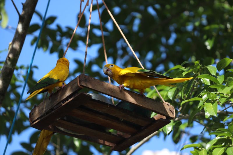  <div class='credito_fotos'>Foto: Rodrigo Pinheiro / Ag.Pará   |   <a href='/midias/2023/originais/16265_a668eb47-ec1f-7240-8411-ffe1c1de262b.jpg' download><i class='fa-solid fa-download'></i> Download</a></div>