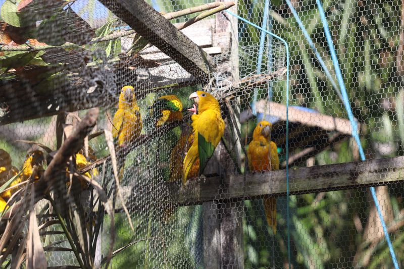 <div class='credito_fotos'>Foto: Rodrigo Pinheiro / Ag.Pará   |   <a href='/midias/2023/originais/16265_ce269237-33c1-db28-b0a4-3e6dda0f68f9.jpg' download><i class='fa-solid fa-download'></i> Download</a></div>