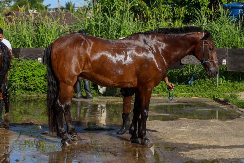  <div class='credito_fotos'>Foto: David Alves / Ag Pará   |   <a href='/midias/2023/originais/16430_545f3572-cd13-7b4c-eb58-bd5b59b5411b.jpg' download><i class='fa-solid fa-download'></i> Download</a></div>