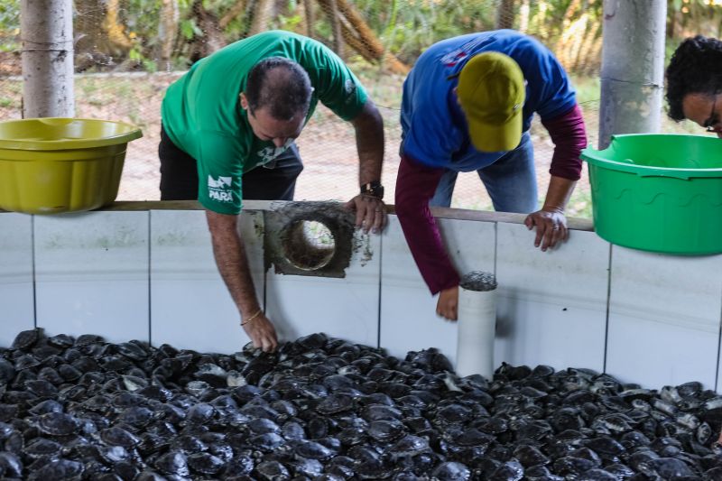 <div class='credito_fotos'>Foto: David Alves / Ag.Pará   |   <a href='/midias/2023/originais/16470_b5ff5267-2c4a-84cd-9152-3ded125d22b6.jpg' download><i class='fa-solid fa-download'></i> Download</a></div>