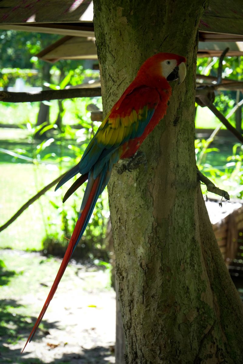  <div class='credito_fotos'>Foto: Marcelo Souza /Ag.Pará   |   <a href='/midias/2023/originais/16561_bbc12025-5233-ff46-227f-87454b031e0c.jpg' download><i class='fa-solid fa-download'></i> Download</a></div>