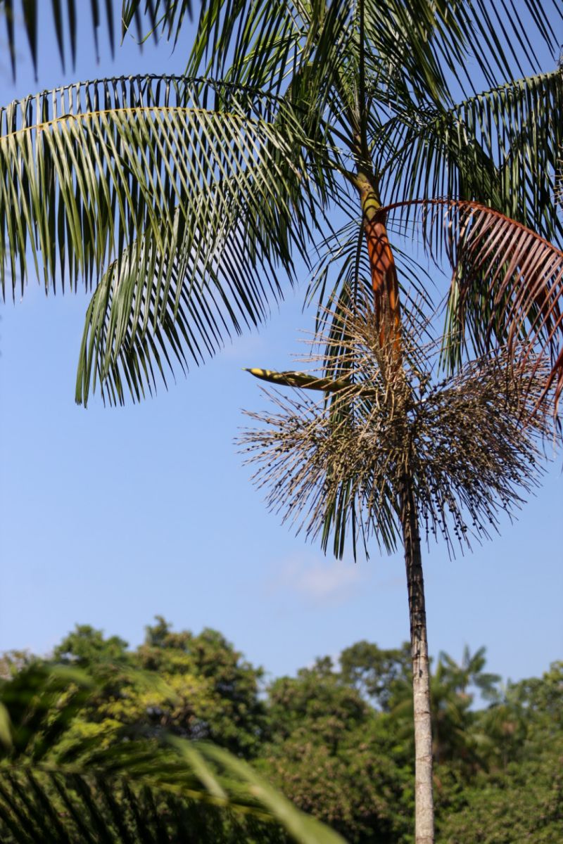  <div class='credito_fotos'>Foto: Pedro Guerreiro / Ag. Pará   |   <a href='/midias/2023/originais/16723_d2c5c5ab-a369-ce64-c1d5-91a3deae2d3c.jpg' download><i class='fa-solid fa-download'></i> Download</a></div>