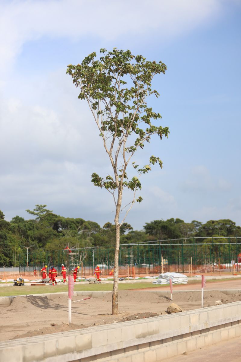 <div class='credito_fotos'>Foto: Rodrigo Pinheiro / Ag.Pará | <a href='/midias/2023/originais/17467_7f70161c-6eac-98b5-8c59-544c9fb437ef.jpg' download><i class='fa-solid fa-download'></i> Download</a></div>