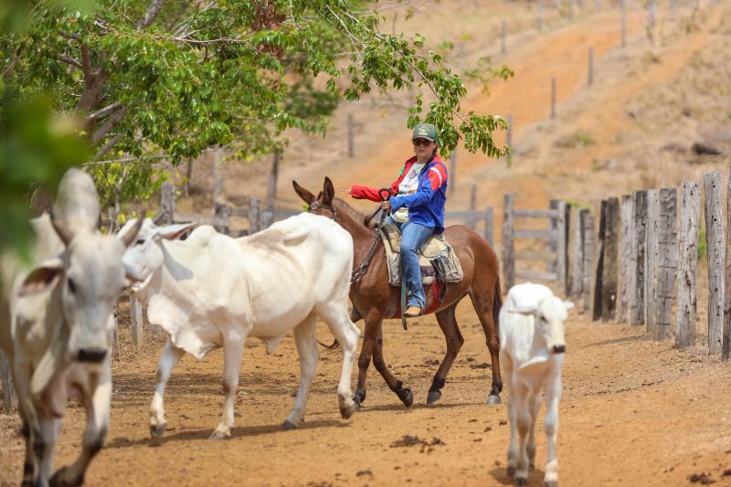<div class='credito_fotos'>Foto: Marcelo Lelis / Ag. Pará | <a href='/midias/2023/originais/17747_2ef7efc8-0b33-5f8b-5b2a-b64ba100eebe.jpg' download><i class='fa-solid fa-download'></i> Download</a></div>