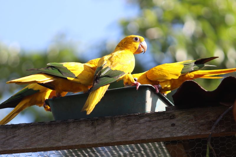 <div class='credito_fotos'>Foto: Agência Pará | <a href='/midias/2023/originais/17953_3d285a83-baf7-6049-aeb8-2ef5d178b93e.jpg' download><i class='fa-solid fa-download'></i> Download</a></div>