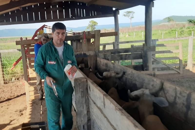 Joylson Canto realizando vacinação de rebanho. 