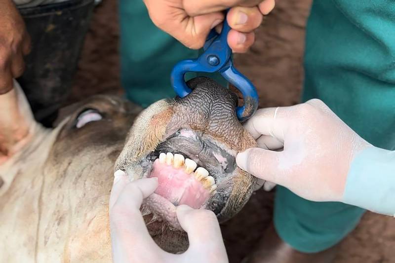 Inspeção de patas e bocas realizada pelos fiscais da Adepará