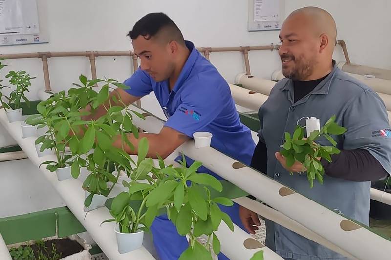 Colaboradores do setor de Manutenção cuidando da horta