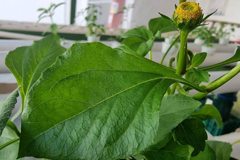 Jambu da Horta Hidropônica 2