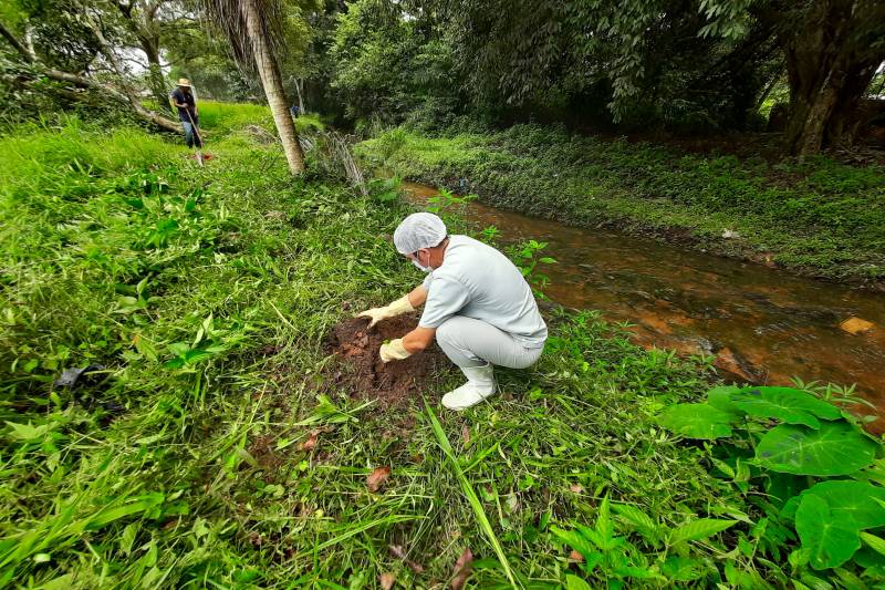Plantação de muda de Açai as margens do Rio Ouricuri