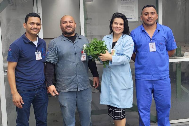 A nutricionista, Dayse Gurjão, colhe hortalíças para complemento do preparo refeição servida no HJB