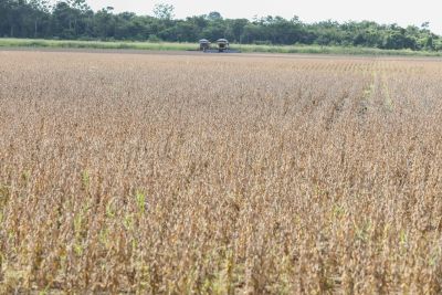 notícia: Adepará participa da Abertura Nacional da Colheita de Soja, em Santarém