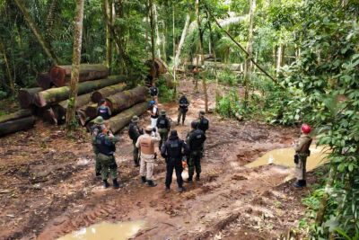 notícia: Governo do Estado reforça ações de fiscalização ambiental no Pará
