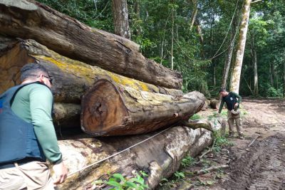 notícia: No Pará, combate a crimes ambientais avança com embargo de áreas e apreensão de máquinas e madeira