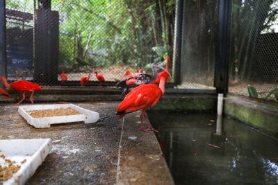 galeria: Mangal das garças - intercanbio animais