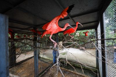 notícia: Mangal tem novos animais para impulsionar enriquecimento genético