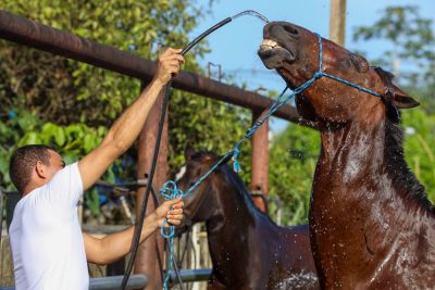 notícia: No Pará, Cavalaria da PM atua no policiamento ecologicamente correto