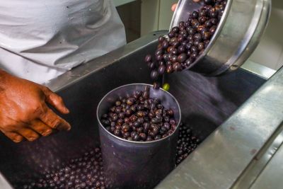 notícia: Festival Internacional reafirma hegemonia do Pará na produção de açaí