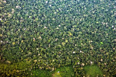 notícia: Ideflor-Bio reúne especialistas para discutir desafios e estratégias da recuperação florestal no Pará