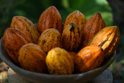 notícia: Guardiões da terra e da biodiversidade, agricultores familiares são celebrados em 25 de julho