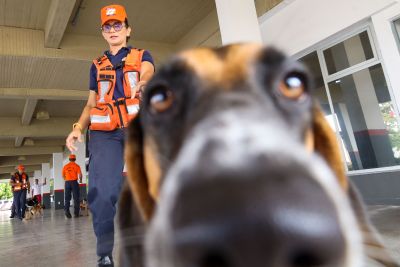 notícia: Corpo de Bombeiros Militar do Pará treina cães para ocorrências de busca, salvamento e resgate 