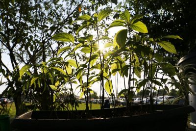 notícia: Ideflor-Bio fortalece parcerias, projetos de conservação florestal e preservação de espécies ameaçadas