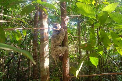 notícia: Parque Mangal das Garças orienta sobre cuidados com resgate de animais
