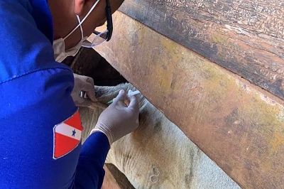 notícia: Adepará realiza atualização cadastral de médicos veterinários no Programa Estadual de Controle e Erradicação da Brucelose