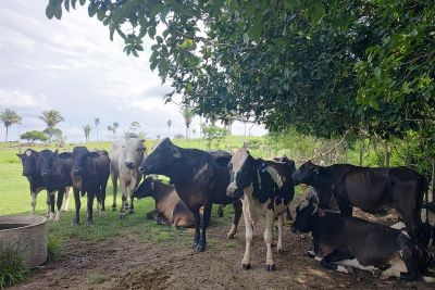 notícia: Pequenos pecuaristas de Alenquer receberam, diretamente, quase R$ 4 milhões de crédito rural em 2022