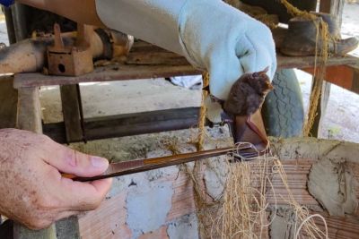 notícia: Adepará investe em prevenção e vacina 10 milhões de animais contra raiva em 2022