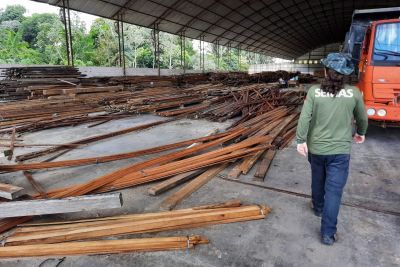 notícia: Produtos apreendidos pela Semas em exploração ilegal na floresta vão a leilão