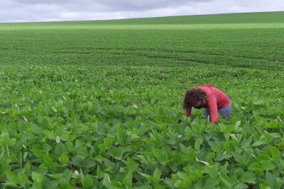 notícia: Adepará alerta que cadastramento anual das áreas de soja é obrigatório 