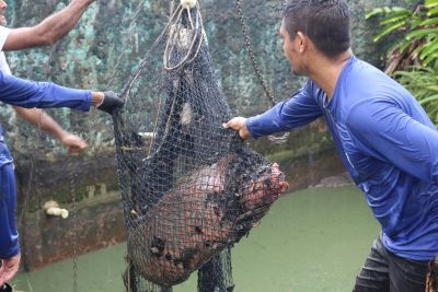 notícia: Semas realiza transporte de dois Pirarucus para o Bosque Rodrigues Alves