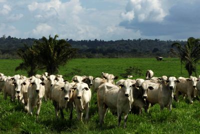 notícia: Exportação de produtos do agronegócio paraense avançou quase 70% 